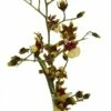 Space Race CoCo Orchid - Oncidium Hybrid - 4" Pot - Collector Orchids -HIRTS Sales spacercecoco2 34419.1693671031