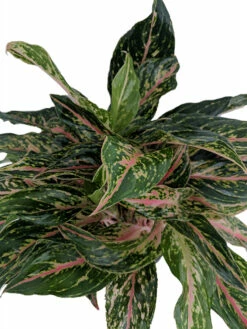Sparkling Sarah Chinese Evergreen Plant - Aglaonema - Grows In Dim Light - 5" Pot -HIRTS Sales sparksarahce2 95314.1635808413