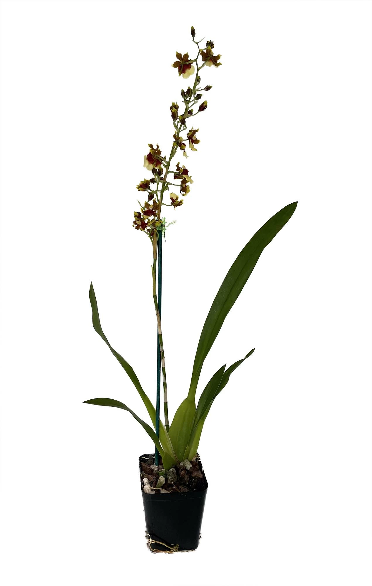 Space Race CoCo Orchid - Oncidium Hybrid - 4" Pot - Collector Orchids 4 Space Race CoCo Orchid - Oncidium Hybrid - 4" Pot - Collector Orchids - Image 2
