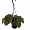 Brazilian Species Begonia Plant - 4.5" Black Hanging Basket -HIRTS Sales specibeg4blk 10276.1696597508