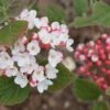 SPICE GIRL® Korean Spice Viburnum - 4" Pot - Proven Winners 2 SPICE GIRL® Korean Spice Viburnum - 4" Pot - Proven Winners -HIRTS Sales spice girlc2ae 1536 11798.1680013394