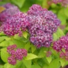 DOUBLE PLAY® DOLLY™ - Spiraea Japonica - Proven Winners - 4" Pot -HIRTS Sales spiraea double play dolly p1001886 800x800 e2b5f26 44731.1688078408