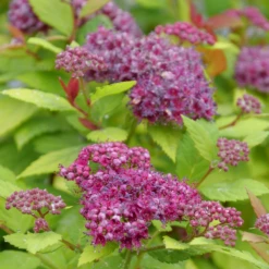 DOUBLE PLAY® DOLLY™ - Spiraea Japonica - Proven Winners - 4" Pot -HIRTS Sales spiraea double play dolly p1001892 800x800 c23ec90 17179.1688078409