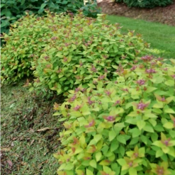 DOUBLE PLAY® DOLLY™ - Spiraea Japonica - Proven Winners - 4" Pot -HIRTS Sales spiraea double play dolly p1184164 800x800 8db5de9 71520.1688078409