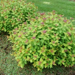DOUBLE PLAY® DOLLY™ - Spiraea Japonica - Proven Winners - 4" Pot -HIRTS Sales spiraea double play dolly p1184166 800x800 08c16ce 40945.1688078409
