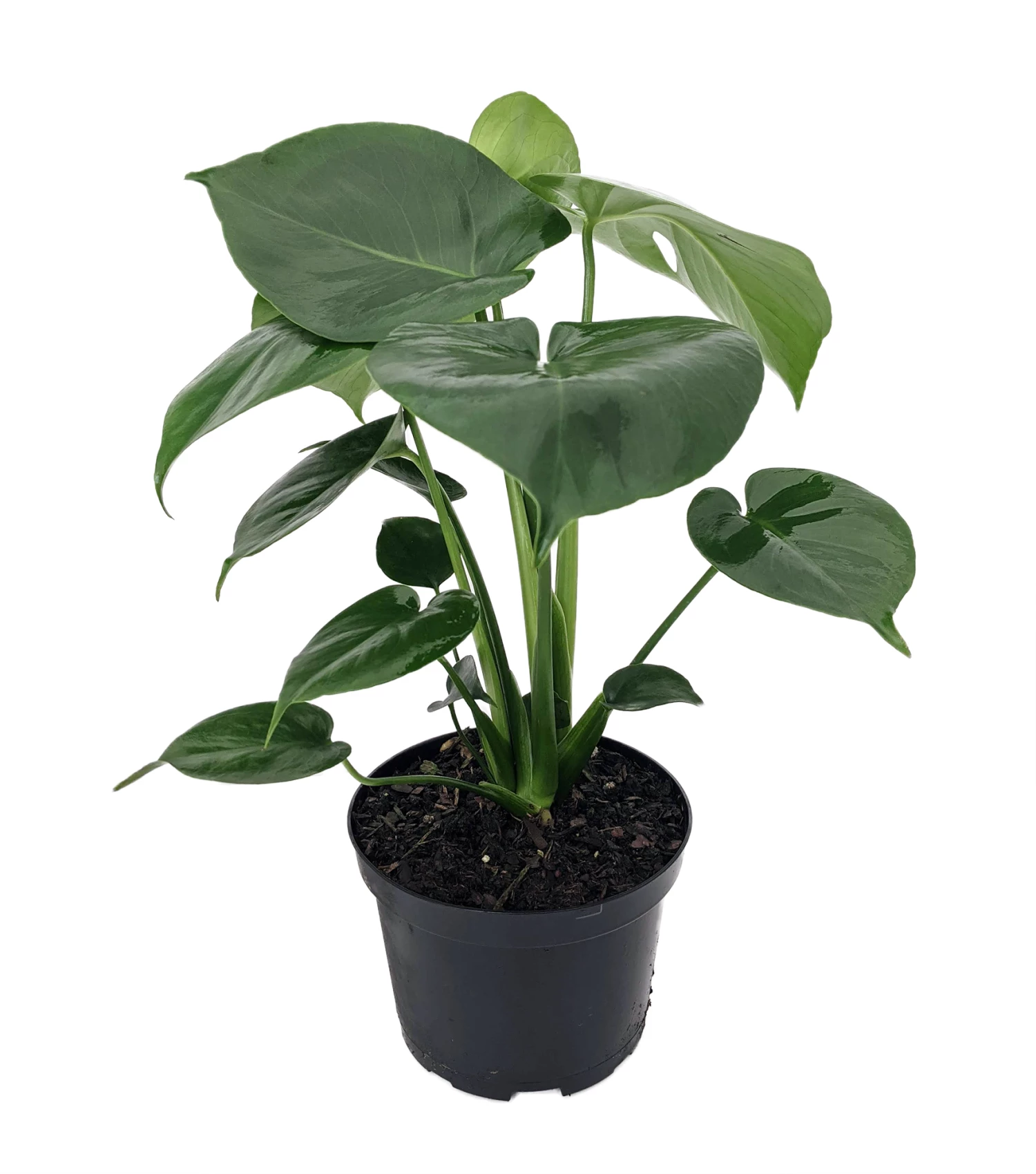 Hirt's® Split Leaf Philodendron 6" Pot - Monstera - Edible Fruit Pineapple Taste 3 Hirt's® Split Leaf Philodendron 6" Pot - Monstera - Edible Fruit Pineapple Taste