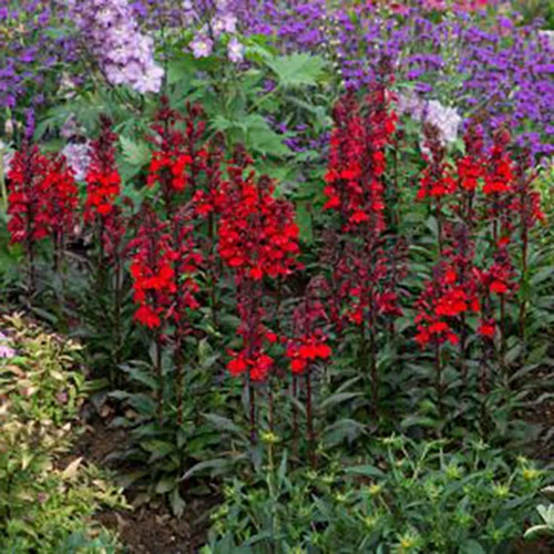 Starship™ Burgundy Cardinal Perennial Plant - Lobelia - Quart Pot 4 Starship™ Burgundy Cardinal Perennial Plant - Lobelia - Quart Pot - Image 2