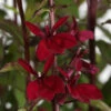 Starship™ Burgundy Cardinal Perennial Plant - Lobelia - Quart Pot 2 Starship™ Burgundy Cardinal Perennial Plant - Lobelia - Quart Pot -HIRTS Sales starshipburglobelia 32365.1616952695