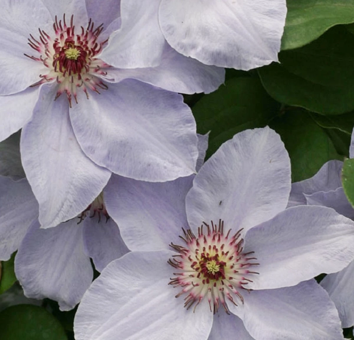 Still Waters™ Clematis - 4" Pot - Proven Winners 3 Still Waters™ Clematis - 4" Pot - Proven Winners