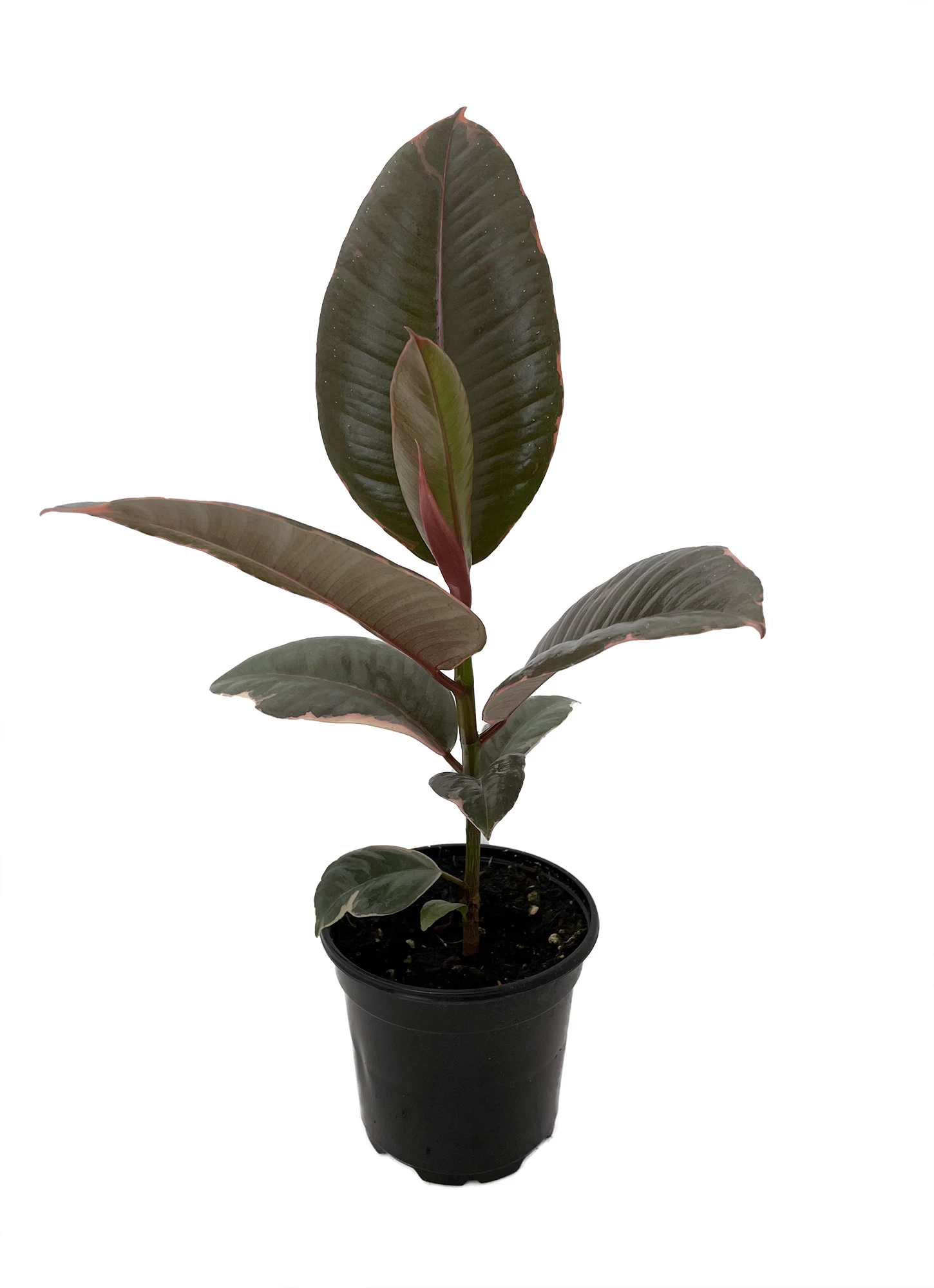 Hirt's Strawberry & Cream Ruby Rubber Tree Plant - Ficus - 4" Pot 4 Hirt's Strawberry & Cream Ruby Rubber Tree Plant - Ficus - 4" Pot - Image 2