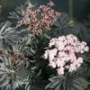 Laced Up® Elderberry - 4" Pot - Sambucus - Proven Winners -HIRTS Sales strait20laced20black20elderberry20foliage20and20flowers 56578.1615344638