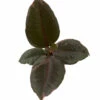 Hirt's Strawberry & Cream Ruby Rubber Tree Plant - Ficus - 4" Pot 2 Hirt's Strawberry & Cream Ruby Rubber Tree Plant - Ficus - 4" Pot -HIRTS Sales strawbrubyrub4new 67979.1653012476