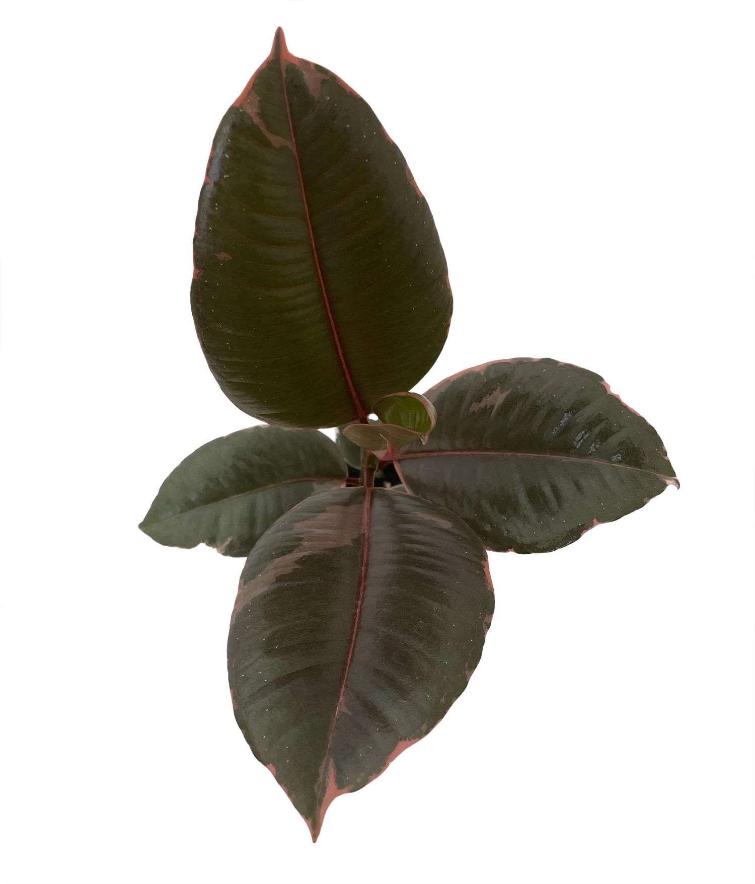 Hirt's Strawberry & Cream Ruby Rubber Tree Plant - Ficus - 4" Pot 3 Hirt's Strawberry & Cream Ruby Rubber Tree Plant - Ficus - 4" Pot