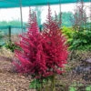Strawberry Cake Astilbe - Shade Perennial - Live Plant - Gallon Pot -HIRTS Sales strawcakeastilbe201 86014.1692903115
