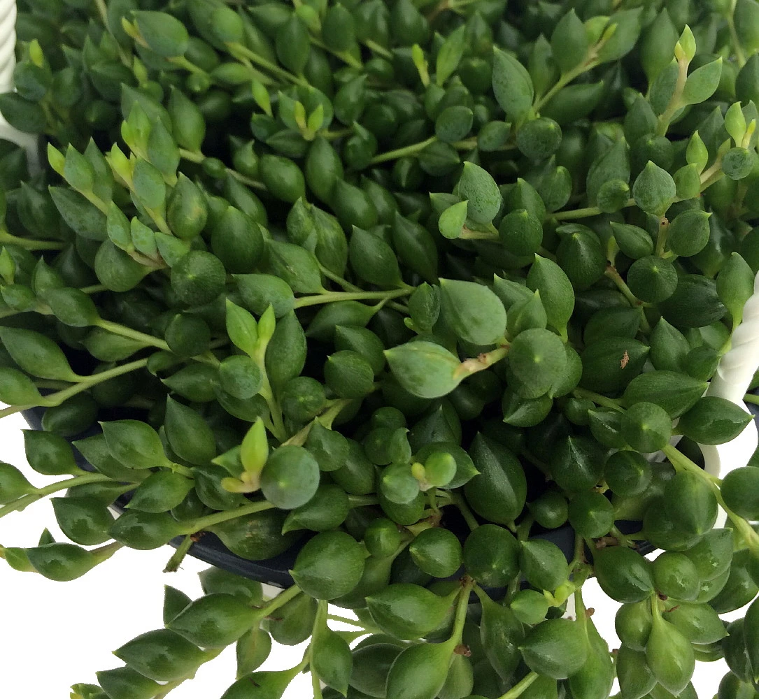 String Of Tears/Beads - Senecio Radicans - 6" Hanging Basket 4 String Of Tears/Beads - Senecio Radicans - 6" Hanging Basket - Image 2