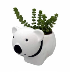 Succulent Bear Ceramic Pot - 3" X 5.75" X 3.75" - With Live Succulent Plant