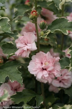 Sugar Tip® Hibiscus Rose Of Sharon - Creamy/White Tips - Proven Winners - 4" Pot 7 Sugar Tip® Hibiscus Rose Of Sharon - Creamy/White Tips - Proven Winners - 4" Pot -HIRTS Sales sugar tip hibiscus 8178 89014.1615344479