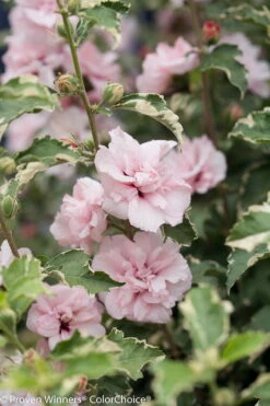 Sugar Tip® Hibiscus Rose Of Sharon - Creamy/White Tips - Proven Winners - 4" Pot 8 Sugar Tip® Hibiscus Rose Of Sharon - Creamy/White Tips - Proven Winners - 4" Pot -HIRTS Sales sugar tip hibiscus 8188 84720.1615344480