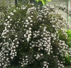 Summer Wine® Ninebark Shrub - NEW - Showy Flower - Hardy - Proven Winners