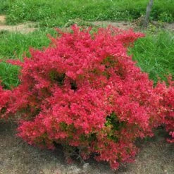 SUNJOY NEO® Barberry - Berberis Thunbergii - Proven Winners - 4" Pot -HIRTS Sales sunjoy neo barberry berberis 3 1080 1080 60 99316.1615344738