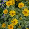 Sunstruck Heliopsis Perennial Plant - False Sunflower - Gallon Pot -HIRTS Sales sunstruck 05637.1592442390