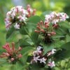 SWEET EMOTION® Abelia - 4" Pot - Proven Winners -HIRTS Sales sweetemotionabealia 72504.1615344606
