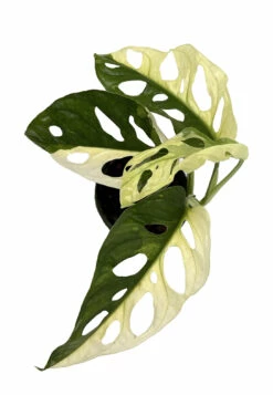 Exotic Variegated Swiss Cheese Plant - Monstera Adansonii Var - 4" Pot 9 Exotic Variegated Swiss Cheese Plant - Monstera Adansonii Var - 4" Pot -HIRTS Sales swissvar 74351.1662145543