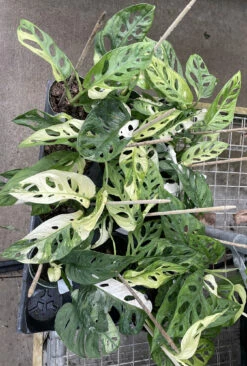 Exotic Variegated Swiss Cheese Plant - Monstera Adansonii Var - 4" Pot 8 Exotic Variegated Swiss Cheese Plant - Monstera Adansonii Var - 4" Pot -HIRTS Sales swissvargroup 87813.1662145543