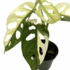 Exotic Variegated Swiss Cheese Plant - Monstera Adansonii Var - 4" Pot -HIRTS Sales swvarieg4 84200.1662145542