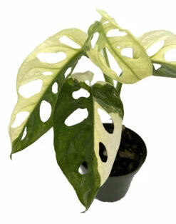 Exotic Variegated Swiss Cheese Plant - Monstera Adansonii Var - 4" Pot