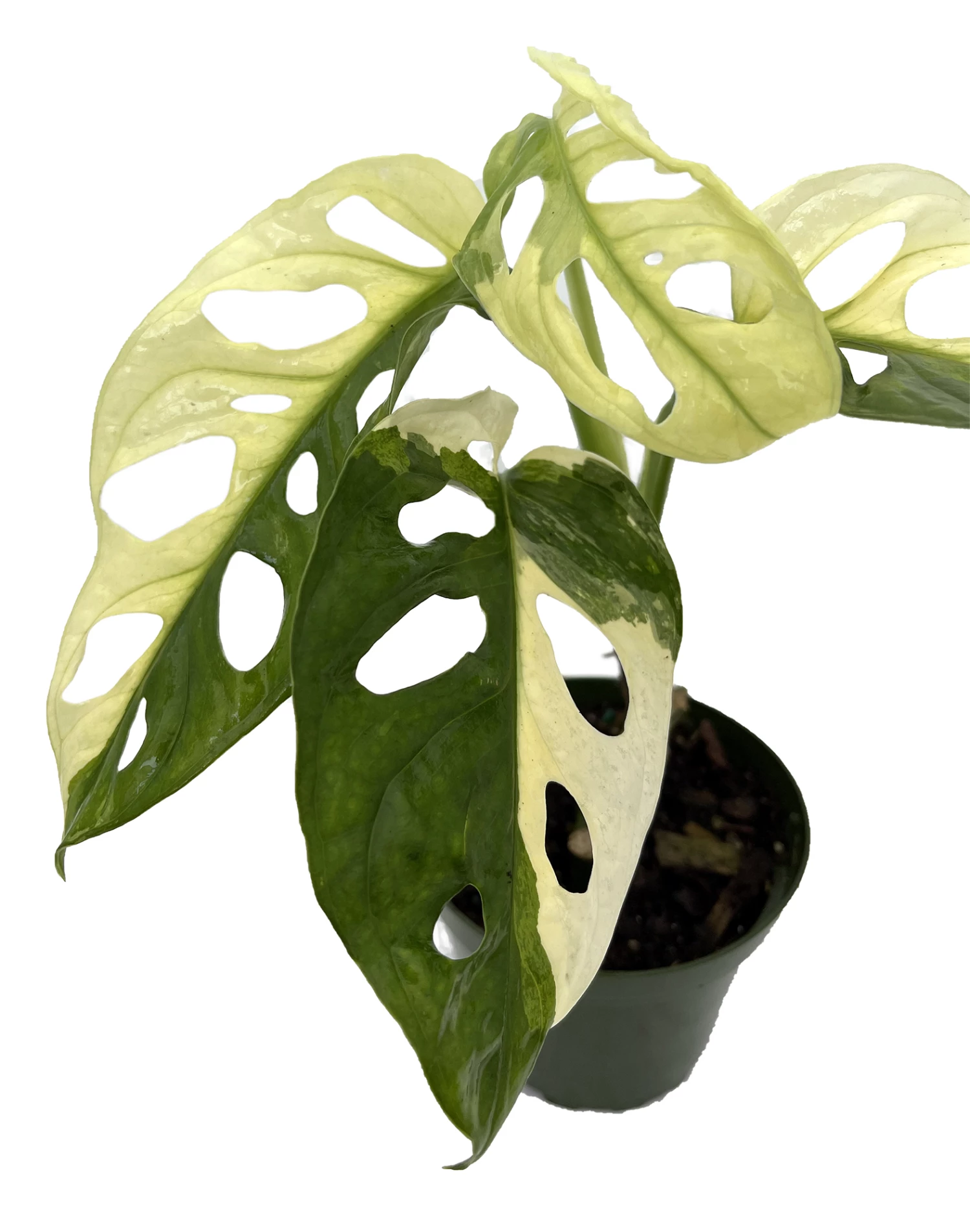 Exotic Variegated Swiss Cheese Plant - Monstera Adansonii Var - 4" Pot 3 Exotic Variegated Swiss Cheese Plant - Monstera Adansonii Var - 4" Pot