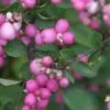Proud Berry® Coral Berry - 4" Pot - Symphoricarpos - Proven Winners