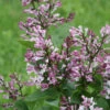 Baby Kim™ Lilac - Syringa X - 4" Pot 1 Baby Kim™ Lilac - Syringa X - 4" Pot -HIRTS Sales syringa baby kim img 1645 2 59696.1615344731