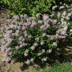 Baby Kim™ Lilac - Syringa X - 4" Pot -HIRTS Sales syringa baby kim img 9965 05534.1615344731