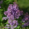 Scentara Pura® Lilac - Syringa X Hyacinthiflora - 4" Pot - Proven Winners -HIRTS Sales syringa scentara pura 2 06333.1615344733