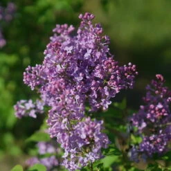 Scentara Pura® Lilac - Syringa X Hyacinthiflora - 4" Pot - Proven Winners