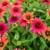 Sombrero® Tres Amigos Coneflower Perennial - Echinacea - Gallon Pot -HIRTS Sales tamigoech 14725.1692990106