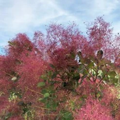 THE VELVET FOG® Smokebush - Cotinus - Red Fall Color! - 4" Pot -HIRTS Sales the velvet fog smokebush cotinus 3 1080 1080 60 20382.1615344722