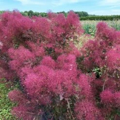THE VELVET FOG® Smokebush - Cotinus - Red Fall Color! - 4" Pot -HIRTS Sales the velvet fog smokebush cotinus 4 1080 1080 60 23524.1615344723