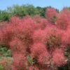 THE VELVET FOG® Smokebush - Cotinus - Red Fall Color! - 4" Pot -HIRTS Sales the velvet fog smokebush cotinus 6 1080 1080 60 32900.1615344722
