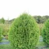 CHEER DROPS® Arborvitae - Thuja - Proven Winners - 4" Pot 1 CHEER DROPS® Arborvitae - Thuja - Proven Winners - 4" Pot -HIRTS Sales thuja cheer drops 1 1080 1080 60 10890.1623192576