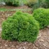 Tater Tot® Arborvitae - 4" Pot - Thuja - Proven Winners -HIRTS Sales tiny20tot20thuja20dwarf20arborvitae201 31160.1615344680
