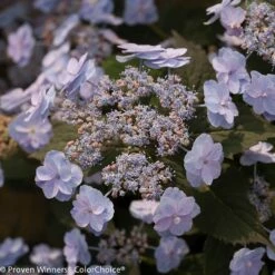 Tiny Tuff Stuff™ Mountain Hydrangea - Proven Winners - 4" Pot 9 Tiny Tuff Stuff™ Mountain Hydrangea - Proven Winners - 4" Pot -HIRTS Sales tiny20tuff20stuff20hydrangea 1 3 90480.1615344613