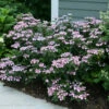 Tiny Tuff Stuff™ Mountain Hydrangea - Proven Winners - 4" Pot -HIRTS Sales tiny tuff stuff hydrangea 2597 67710.1615344612