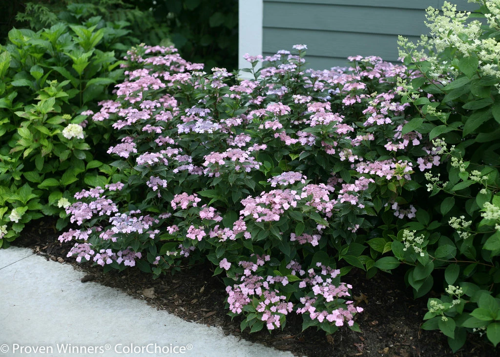 Tiny Tuff Stuff™ Mountain Hydrangea - Proven Winners - 4" Pot 3 Tiny Tuff Stuff™ Mountain Hydrangea - Proven Winners - 4" Pot