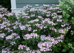 Tiny Tuff Stuff™ Mountain Hydrangea - Proven Winners - 4" Pot 8 Tiny Tuff Stuff™ Mountain Hydrangea - Proven Winners - 4" Pot -HIRTS Sales tiny tuff stuff hydrangea 2598 87830.1615344613