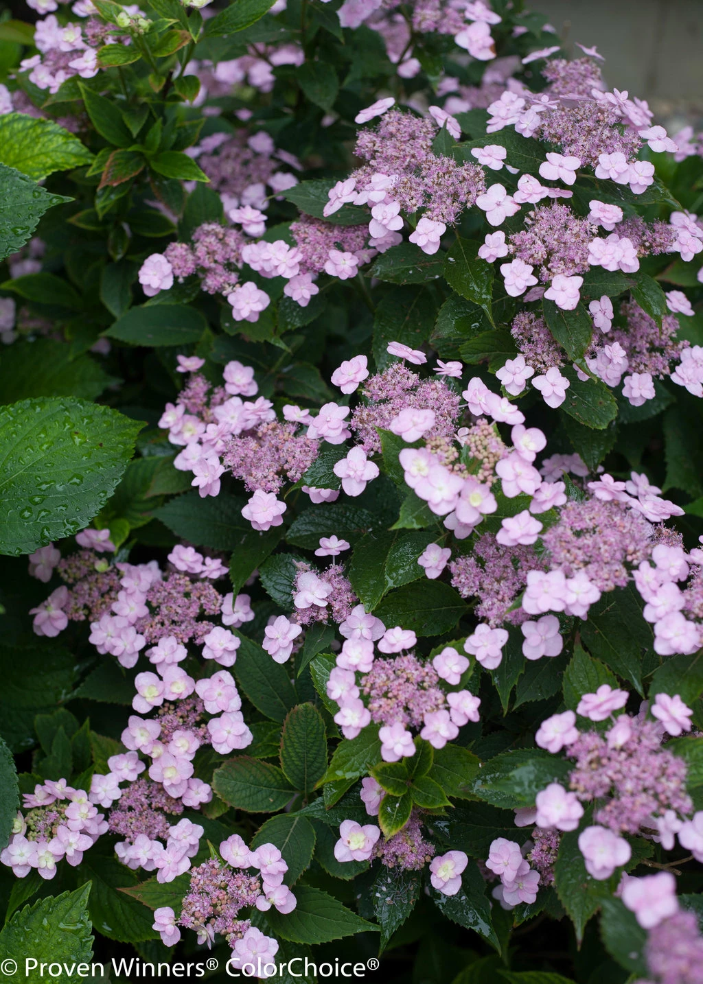 Tiny Tuff Stuff™ Mountain Hydrangea - Proven Winners - 4" Pot 4 Tiny Tuff Stuff™ Mountain Hydrangea - Proven Winners - 4" Pot - Image 2