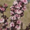 TINY WINE® Ninebark Perennial Shrub - Physocarpus - Proven Winners - 4" Pot -HIRTS Sales tiny wine physocarpus 6613 64328.1615344562