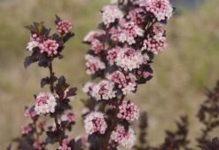 TINY WINE® Ninebark Perennial Shrub - Physocarpus - Proven Winners - 4" Pot