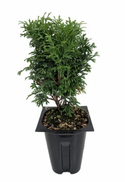 Tater Tot® Arborvitae - 4" Pot - Thuja - Proven Winners -HIRTS Sales tinytotthuja4in 64215.1615344680